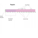 پاپایین Papain from papaya latex sigma p4762