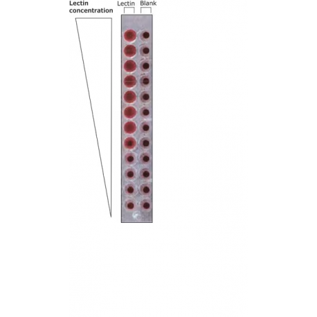 لستین Lectin from Ulex europaeus (gorse, furze) sigma-aldrich l5505