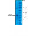 لستین Lectin from Ulex europaeus (gorse, furze) sigma-aldrich l5505