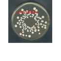 وای جی سی اگار YGC agar Yeast extract glucose chloramphenicol agar 116000 Merck