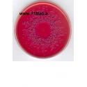 مکانکی اگار MacConkey (MAC) Agar 100205 MERCK