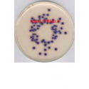 کلی فرم اگار Coliform Agar MERCK 110426