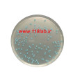 لیستریا سلکتیو اگار Listeria selective agar 100427 MERCK