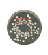 وای جی سی اگار YGC agar Yeast extract glucose chloramphenicol agar 116000 Merck