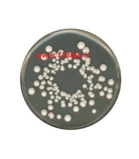 وای جی سی اگار YGC agar Yeast extract glucose chloramphenicol agar 116000 Merck