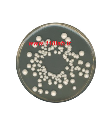 وای جی سی اگار YGC agar Yeast extract glucose chloramphenicol agar 116000 Merck
