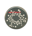 وای جی سی اگار YGC agar Yeast extract glucose chloramphenicol agar 116000 Merck