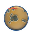 سابرو دکستروز اگار Sabouraud Dextrose Agar SDA 105438 MERCK