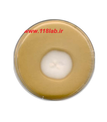 سابرو دکستروز اگار Sabouraud Dextrose Agar SDA 105438 MERCK