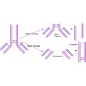 پپسین فرام پروسین ....... Pepsin from porcine gastric mucosa SIGMA P6887